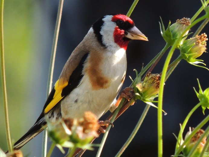 Щегол черноголовый Carduelis Carduelis