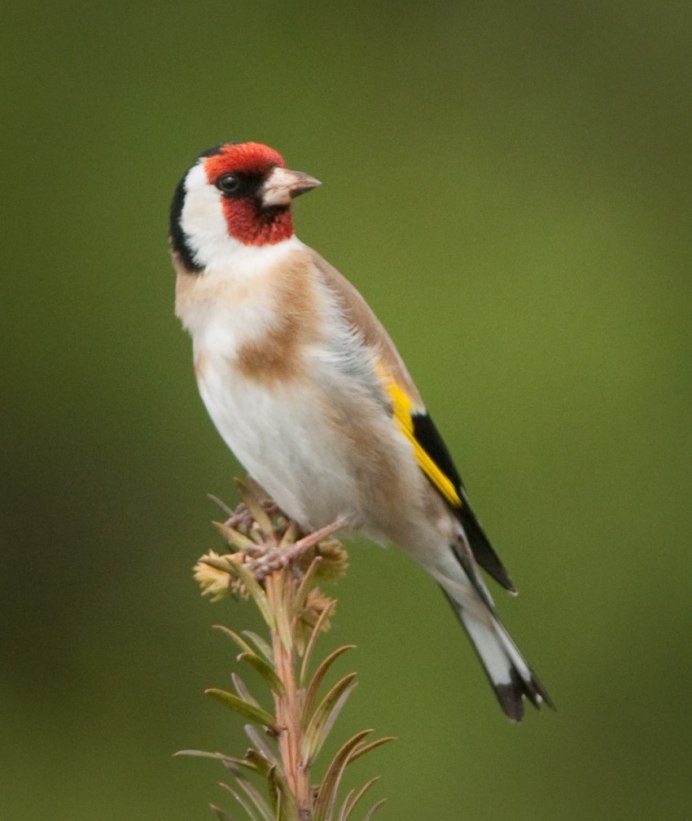 Щегол (Carduelis Carduelis)