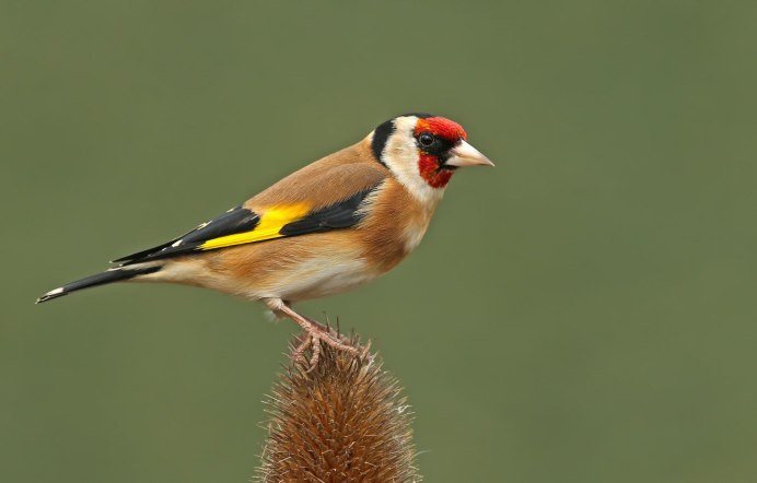Щегол - Goldfinch