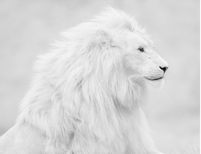 White Lion 2006