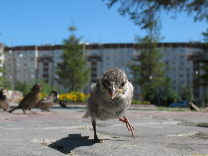 Птички в городе
