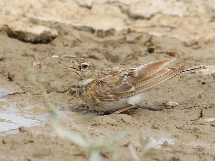 304. Малый Жаворонок (Calandrella brachydactyla)