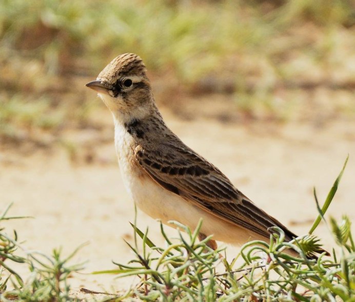 304. Малый Жаворонок (Calandrella brachydactyla)