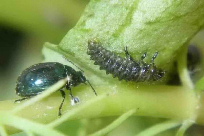 Медведка обыкновенная Gryllotalpa Gryllotalpa