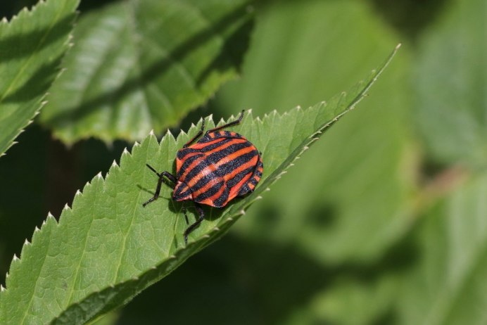 Eurydema Ornata летние формы