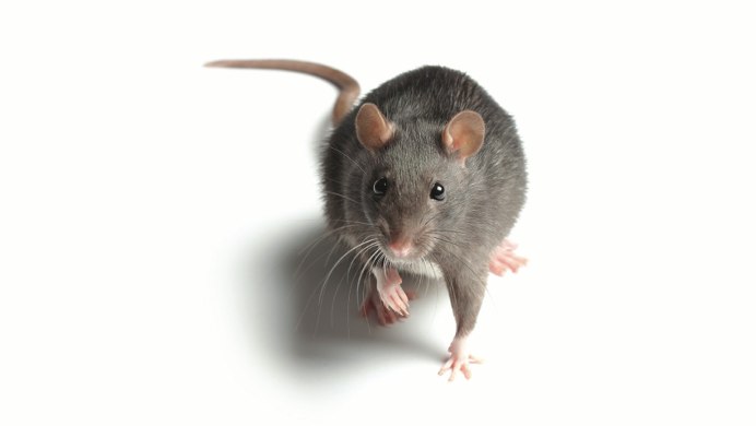 Paucidentomys vermidax