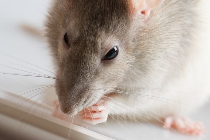 Rat problems 3