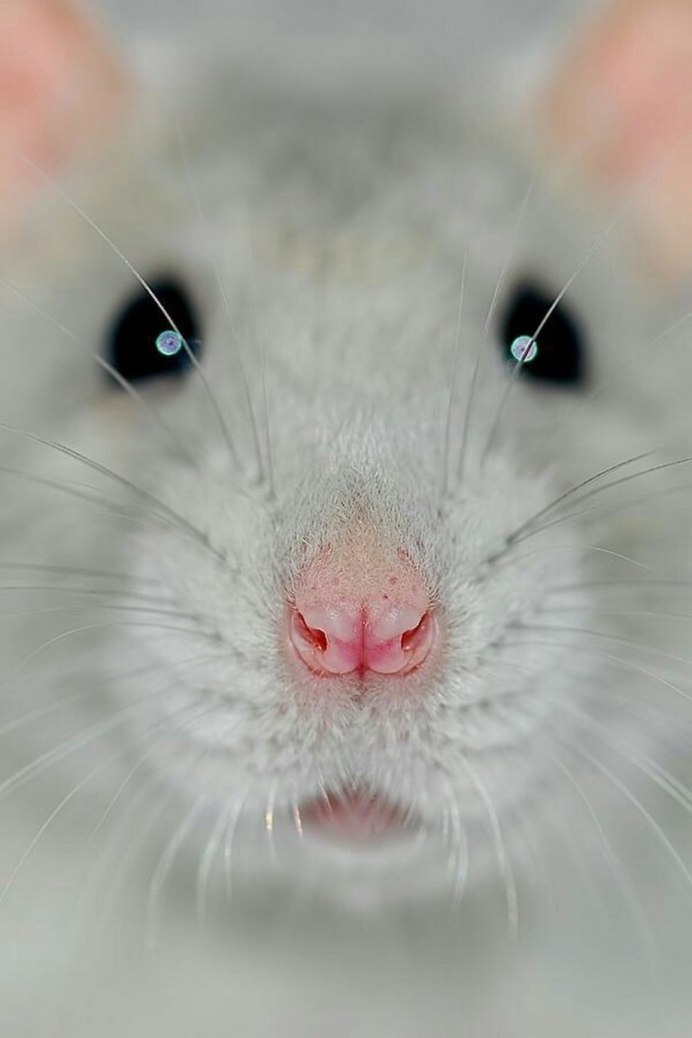 Apodemus sylvaticus