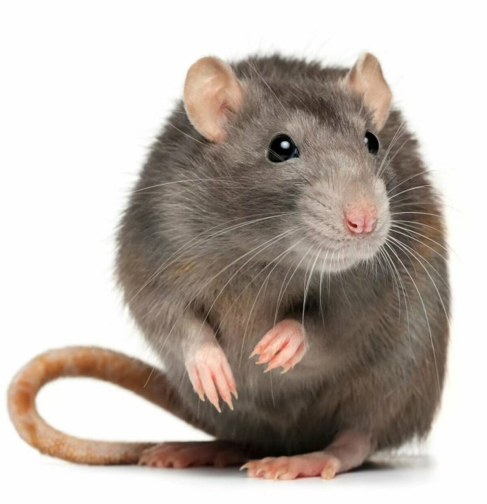 Paucidentomys vermidax