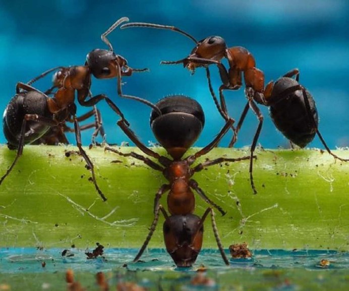 Фотоохота насекомые