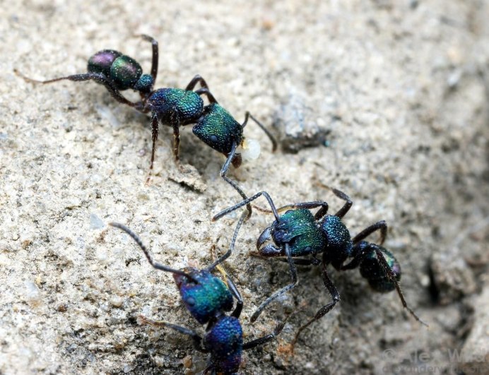 Rhytidoponera Metallica муравей
