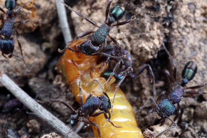 Rhytidoponera Metallica муравей