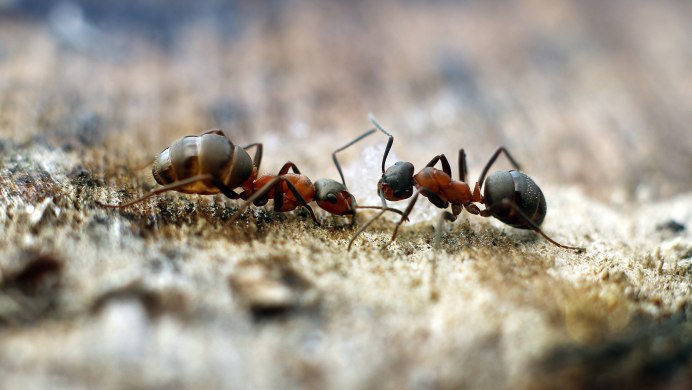 Meloe proscarabaeus Жук