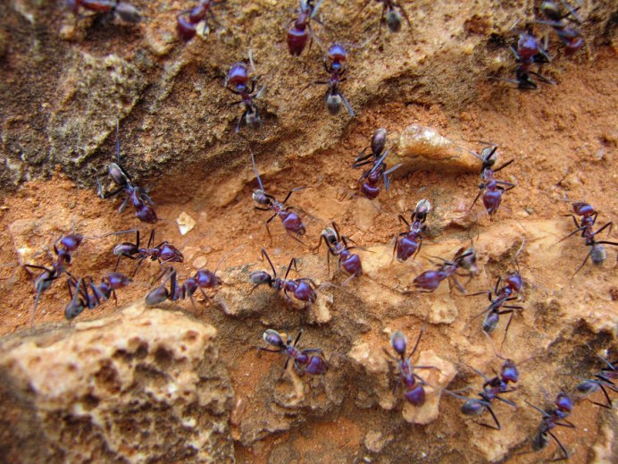 Синий муравей насекомое