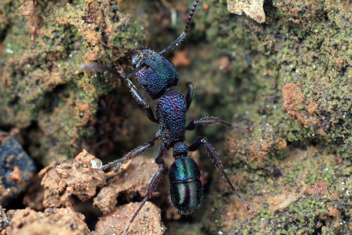 Rhytidoponera Metallica муравей