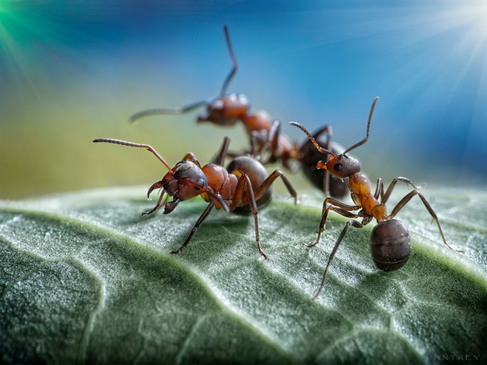 Голубая Оса — Diamma bicolor
