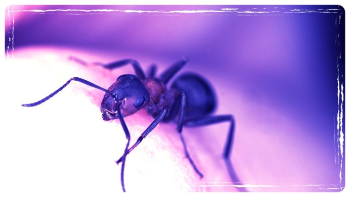Сиреневые муравьи