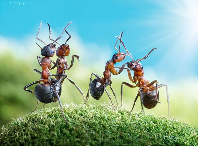 Подойдет ли пахучий муравей новичку