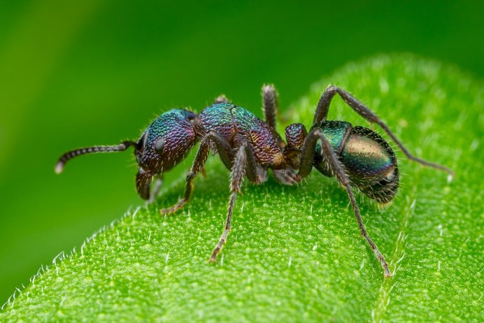 Xylocopa caerulea - пчела