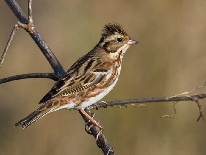 Emberiza Rustica