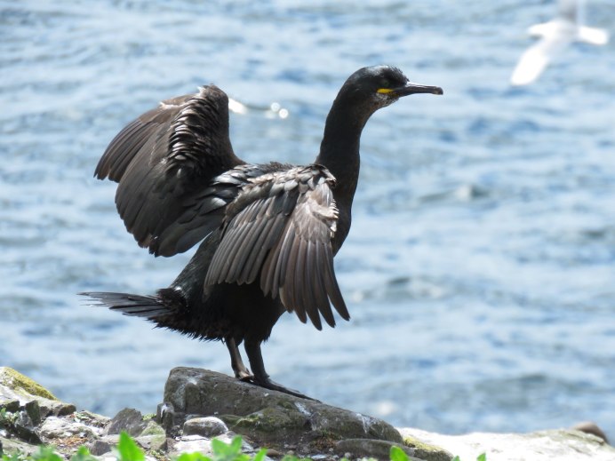 Хохлатый Баклан Phalacrocorax Aristotelis