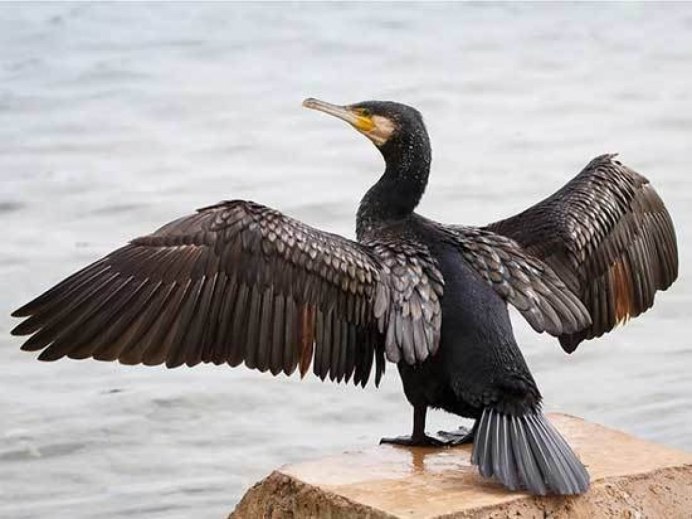 Бакланы черного моря