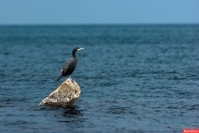 Черная морская птица