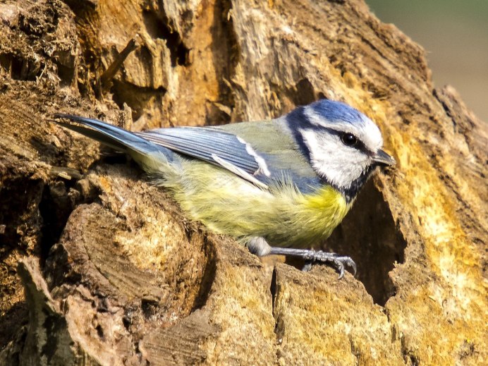 Лазоревка (cyanistes caeruleus)
