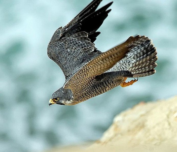 Тетеревятник (Accipiter gentilis)