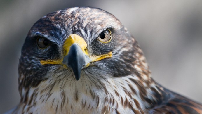 Сапсан Falco peregrinus