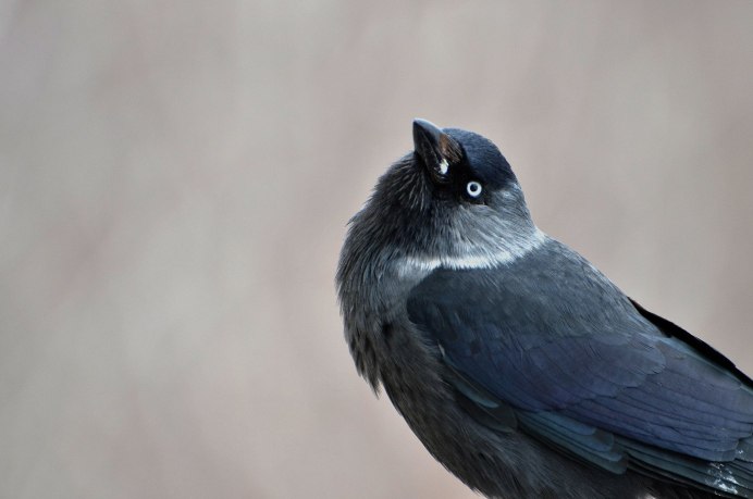 Галка (Corvus monedula)