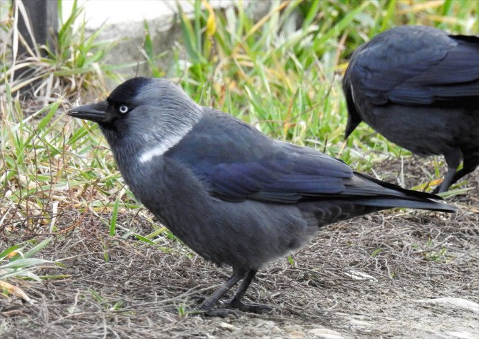 Синяя Галка птица фото