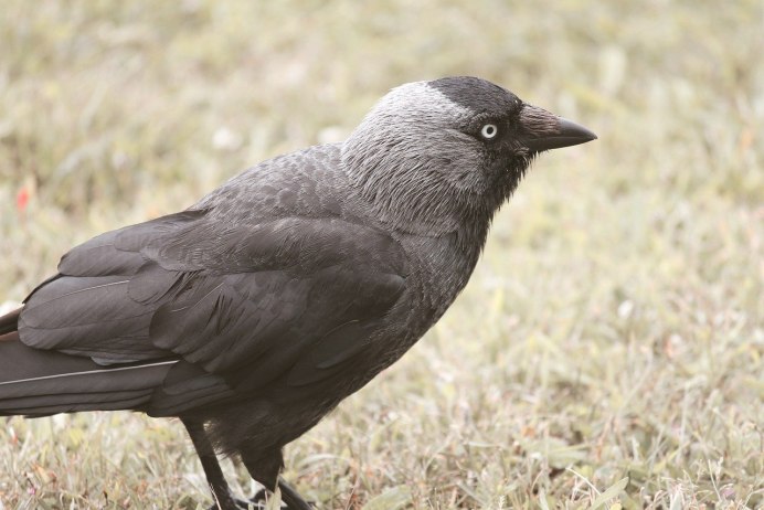 Белоклювая Галка птица