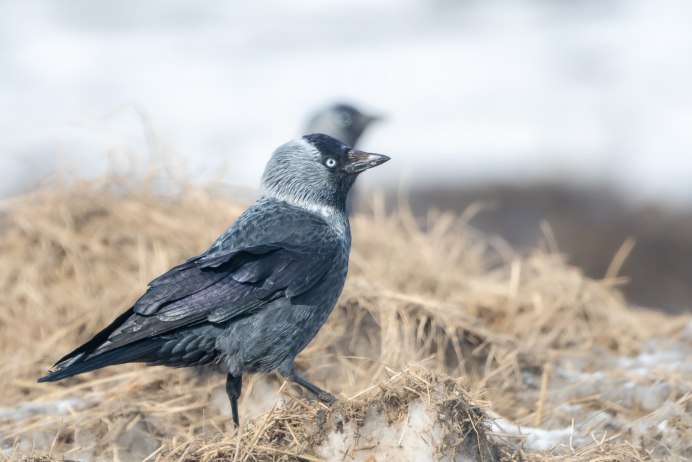 Галка ест жучков