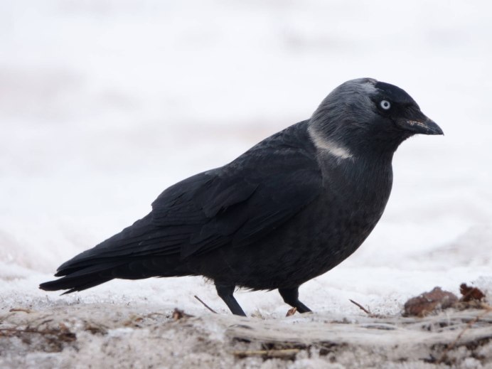 Галка птица яйца