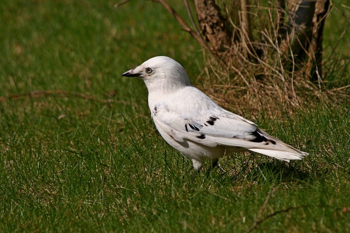 Сорока альбинос