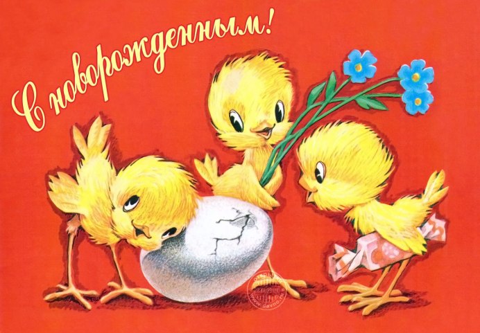 Французский бройлер Редбро
