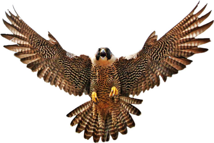Raptor Falcon