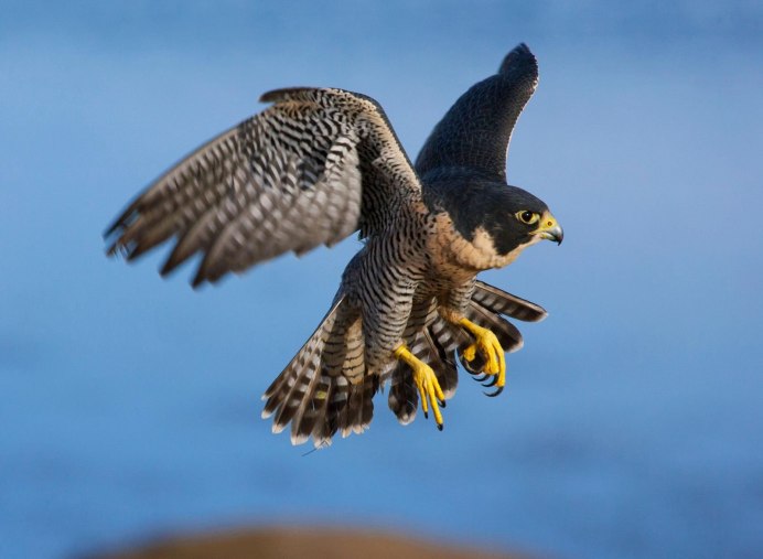 Сапсан Falco peregrinus