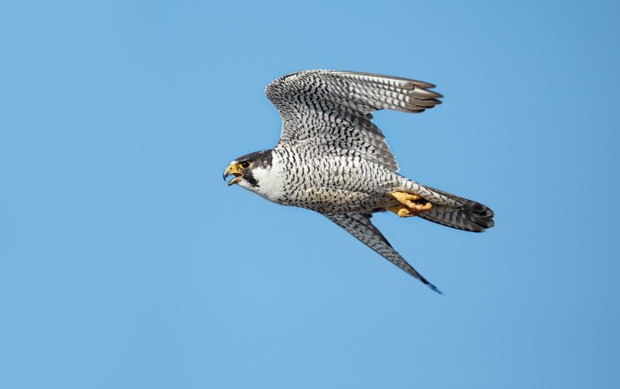 Peregrine Falcon Speed