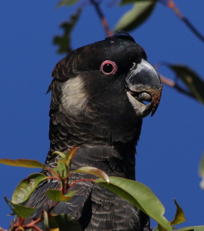 Coracopsis nigra barklyi