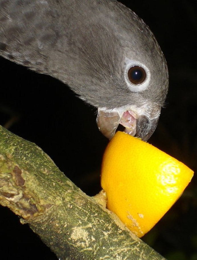 Black Parrot попугай