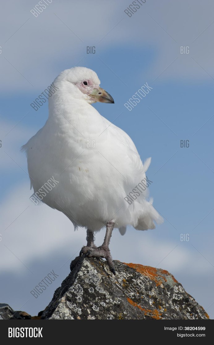 Золотистые ржанки (Pluvialis apricaria)