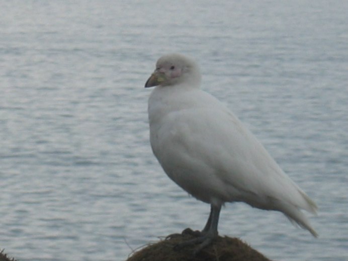 Бурокрылая ржанка (Pluvialis fulva)
