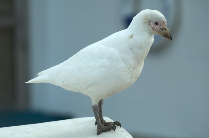 Chionis Albus
