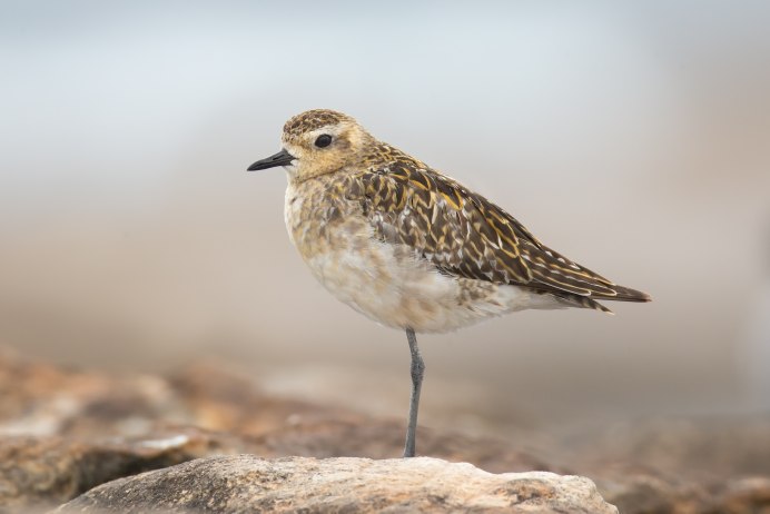 Белые ржанки Chionididae