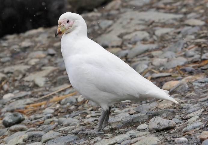 Snowy Sheathbill