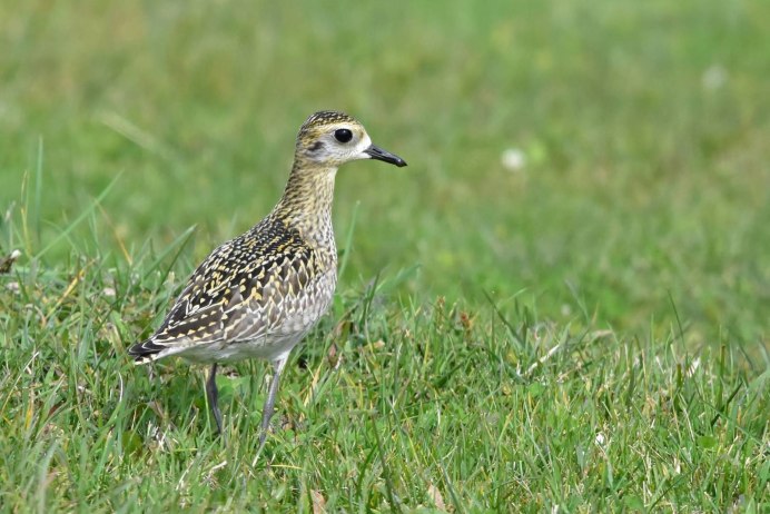 Sheatbill