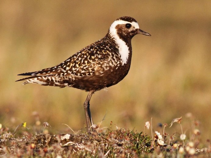 Золотистые ржанки (Pluvialis apricaria)