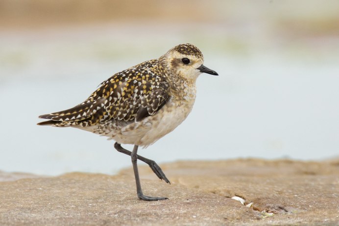 American Golden Plover